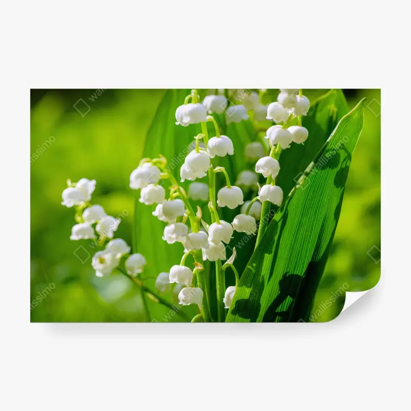 Carta da parati MUGHETTO FIORI BIANCHI PRIMAVERA VERDE PER CAMERA