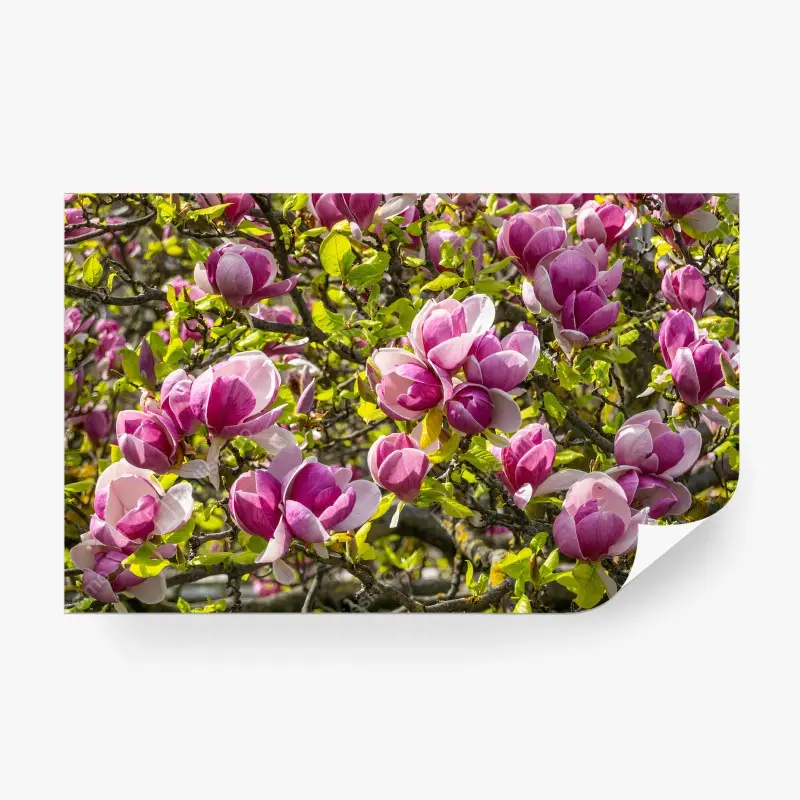 Carta da parati ROSA MAGNOLIA FIORE PRIMAVERA BOCCIOLO PER SOGGIORNO
