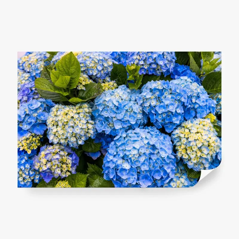Carta da parati AZZURRA ORTENSIA FIORI GIARDINO NATURA PER SOGGIORNO