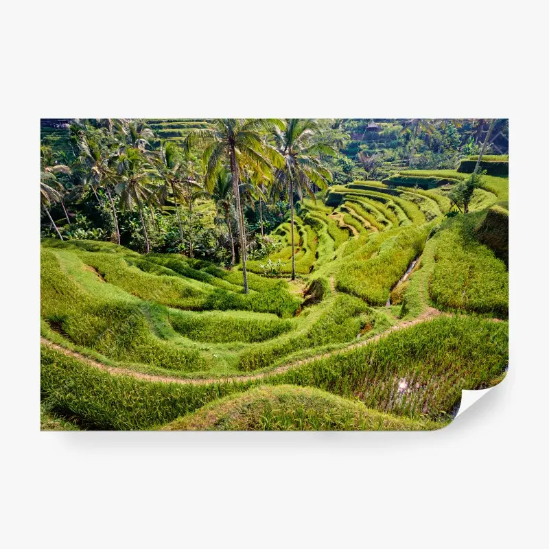 Carta da parati BALI RISAIE TERRAZZE UBUD VERDE PER SOGGIORNO