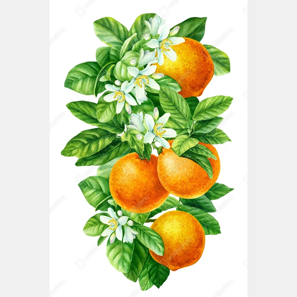 Poster ramo di arance e fiori in acquerello • Wallissimo®